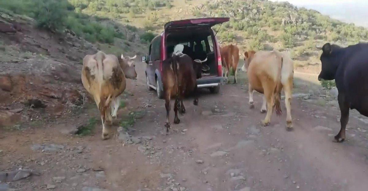 Amasya'da inek, yeni doğurduğu buzağı için aracın yolunu kesti