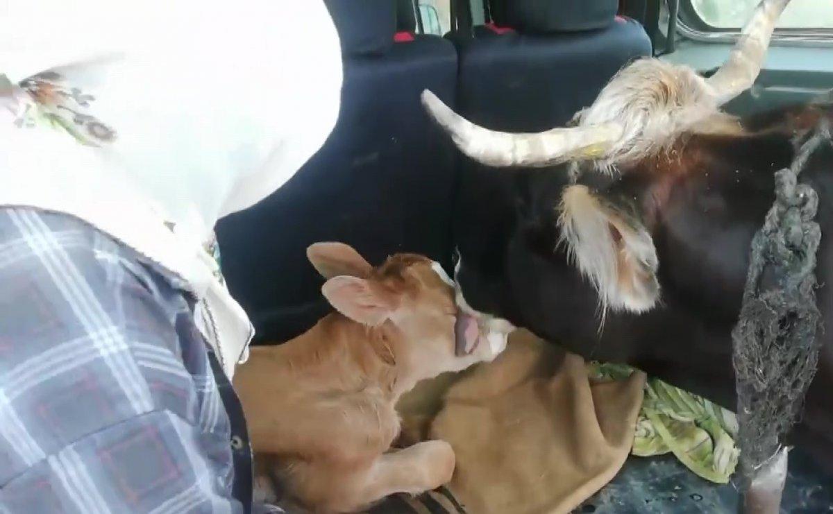 Amasya'da inek, yeni doğurduğu buzağı için aracın yolunu kesti