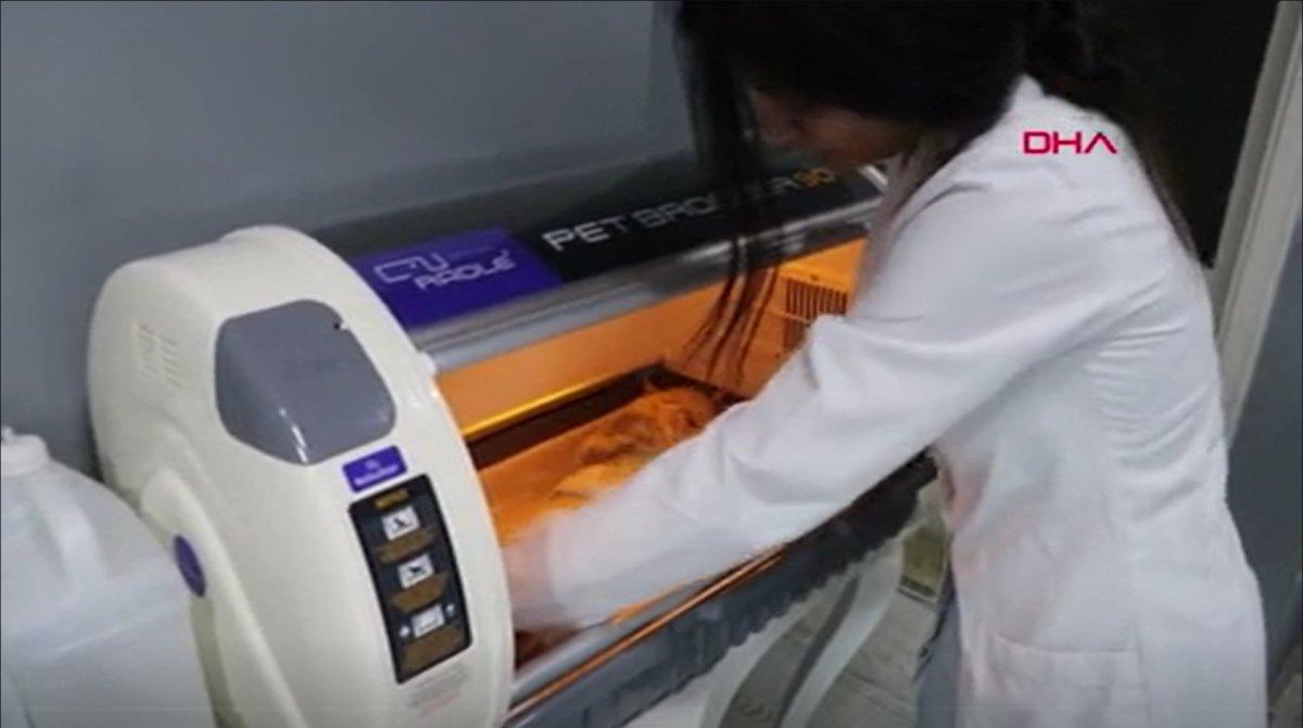 Denizli’de cinsel saldırıya uğrayan kedi tedavi altına alındı