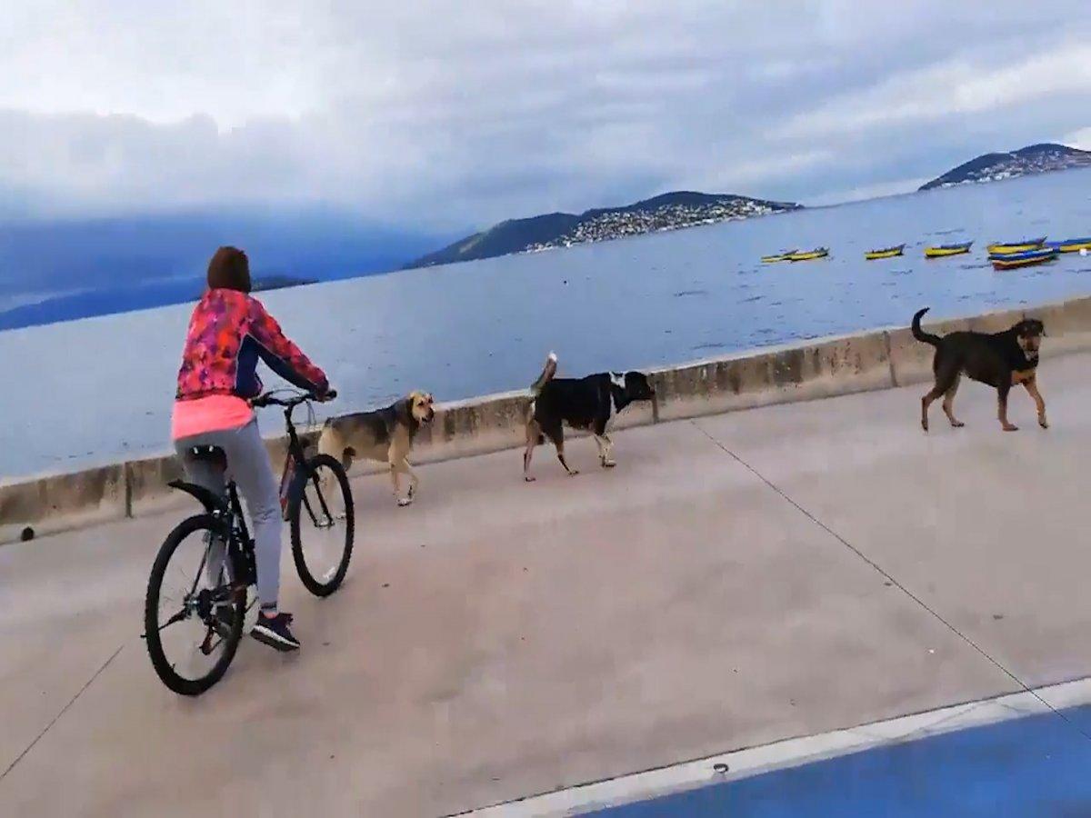 İstanbul'da sokak köpekleri bir kadına saldırdı