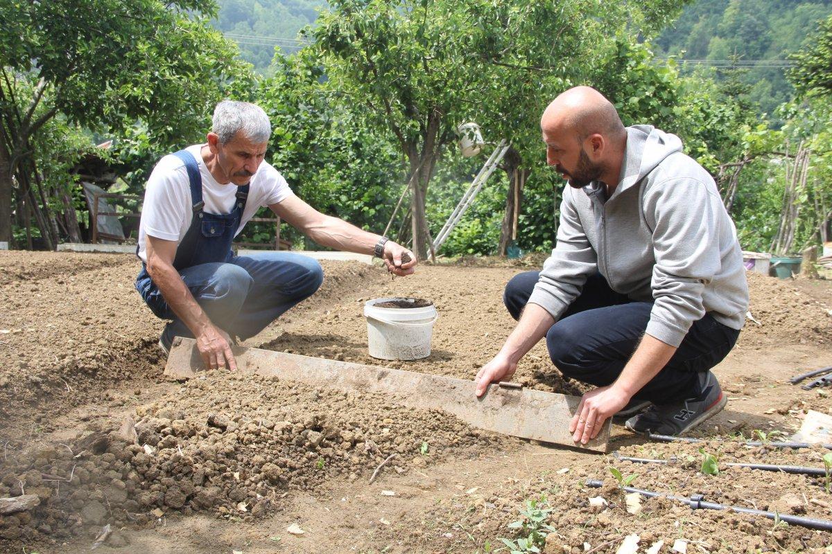 Salep orkidesinin ekimi izinle yapılıyor