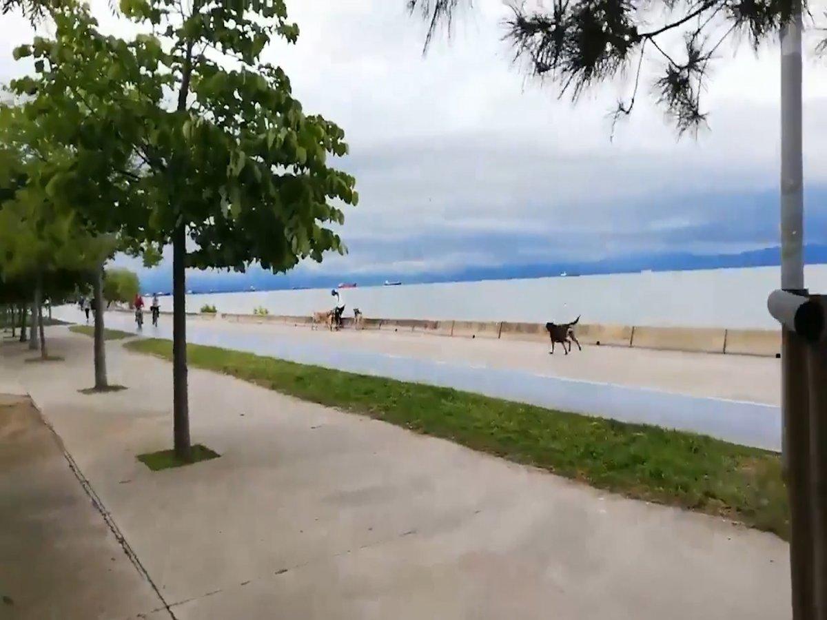 İstanbul'da sokak köpekleri bir kadına saldırdı