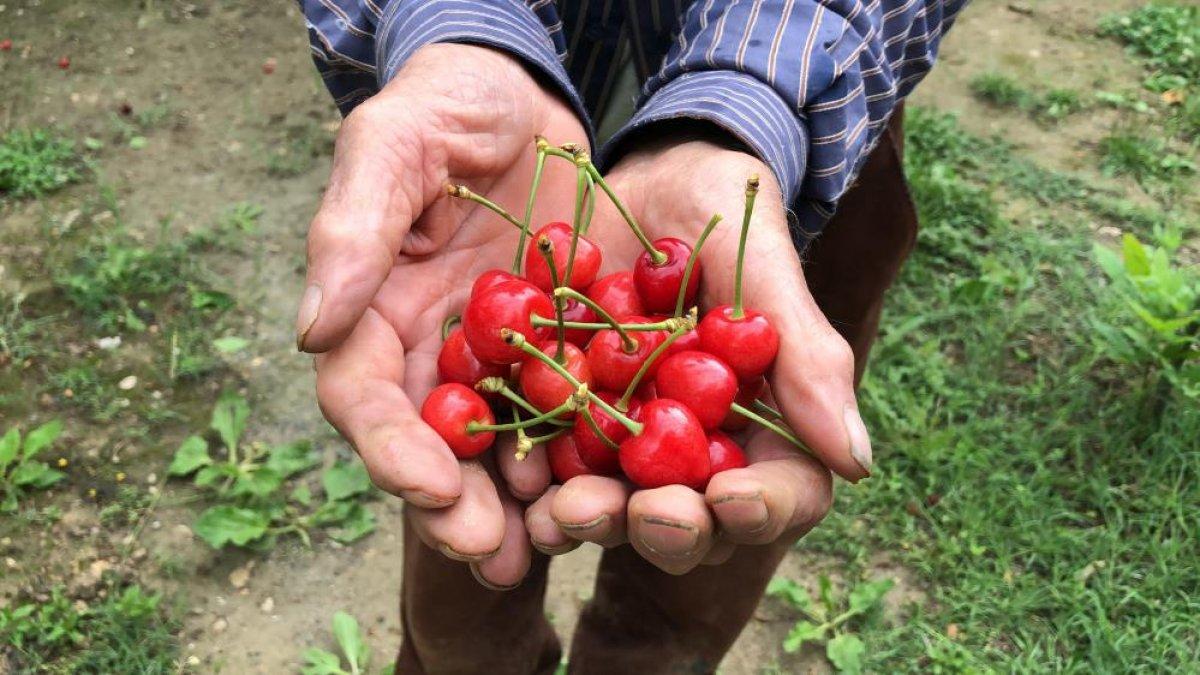 Amasya'da senenin ilk kiraz hasadı yapıldı