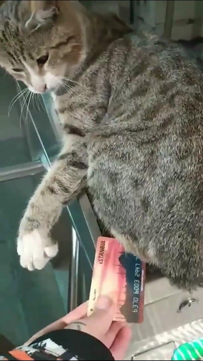 Metro turnikesinde geçişe izin vermeyen kedi