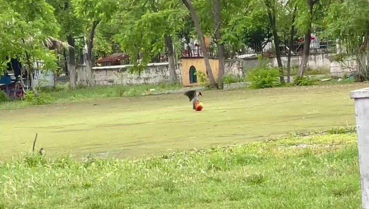 Samsun'da top cambazı karga