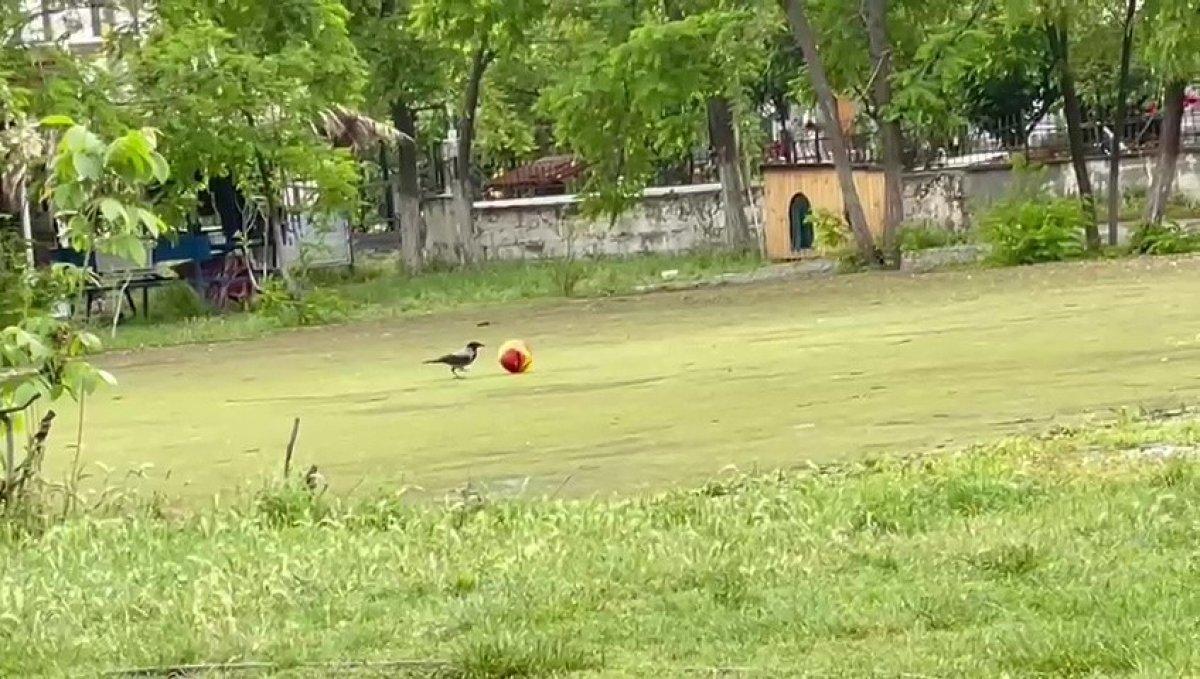 Samsun'da top cambazı karga