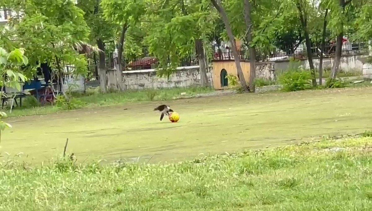Samsun'da top cambazı karga