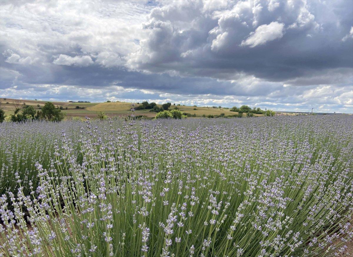 Lavanta çiftçinin gözdesi