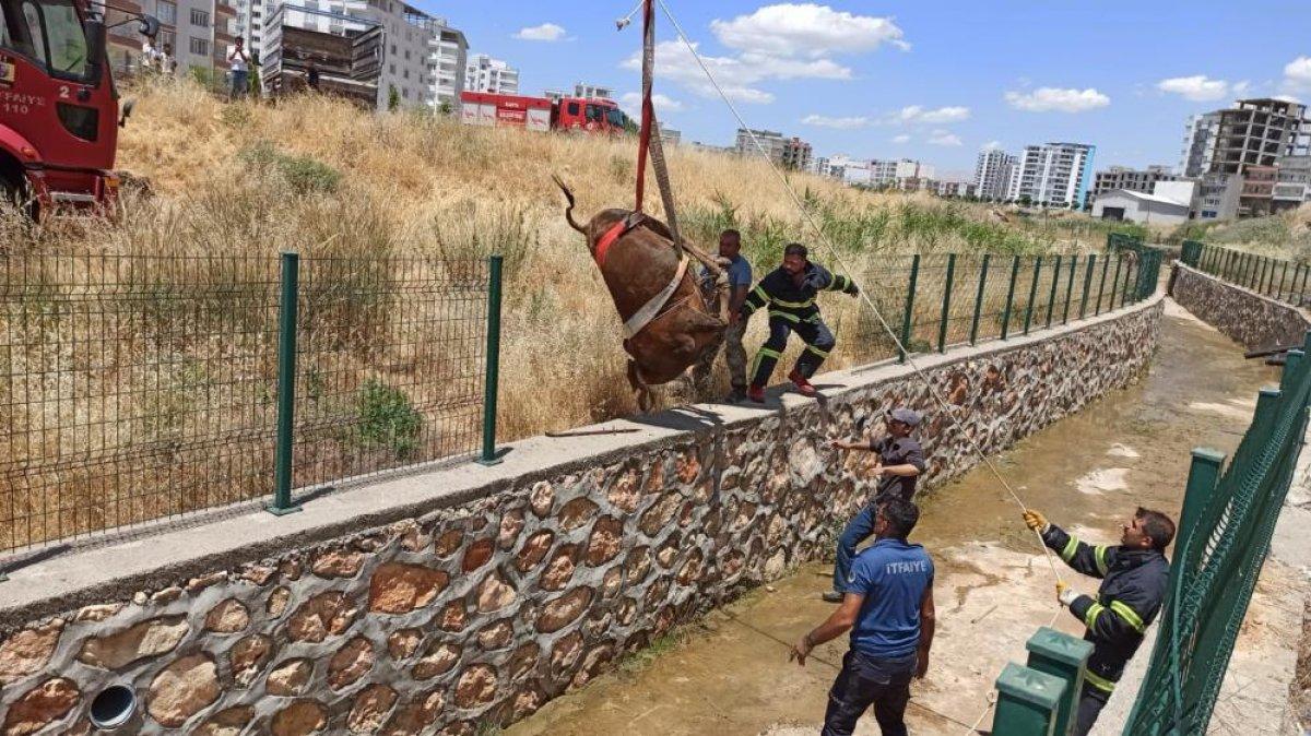 Adıyaman'da su kanalına düşen inek kurtarıldı