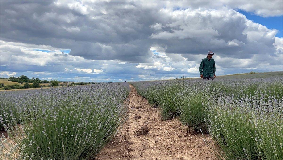 Lavanta çiftçinin gözdesi