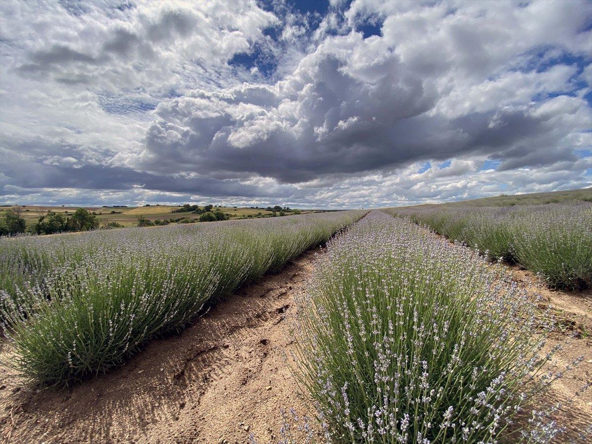 Lavanta çiftçinin gözdesi