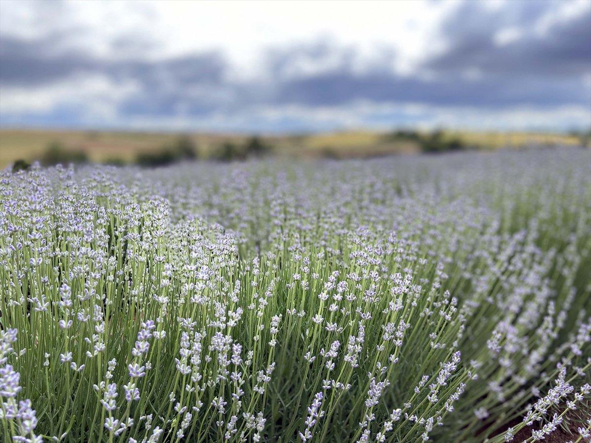 Lavanta çiftçinin gözdesi