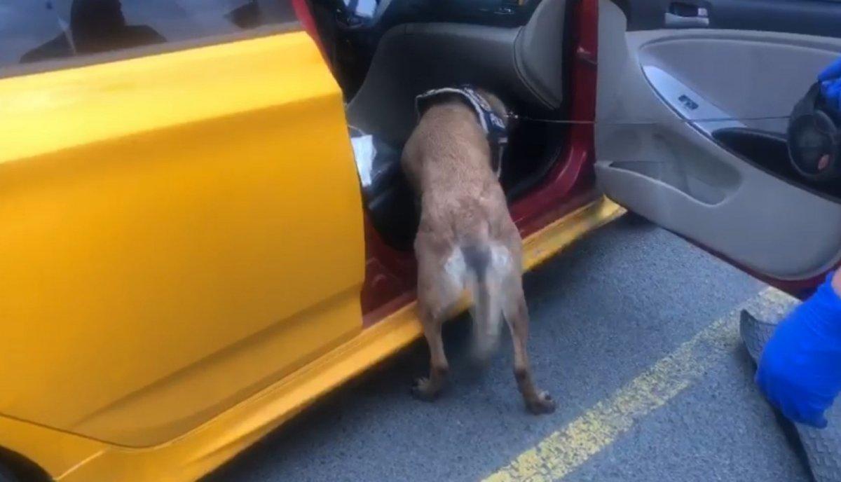 Tekirdağ'da uyuşturucuyu 'Larissa' buldu