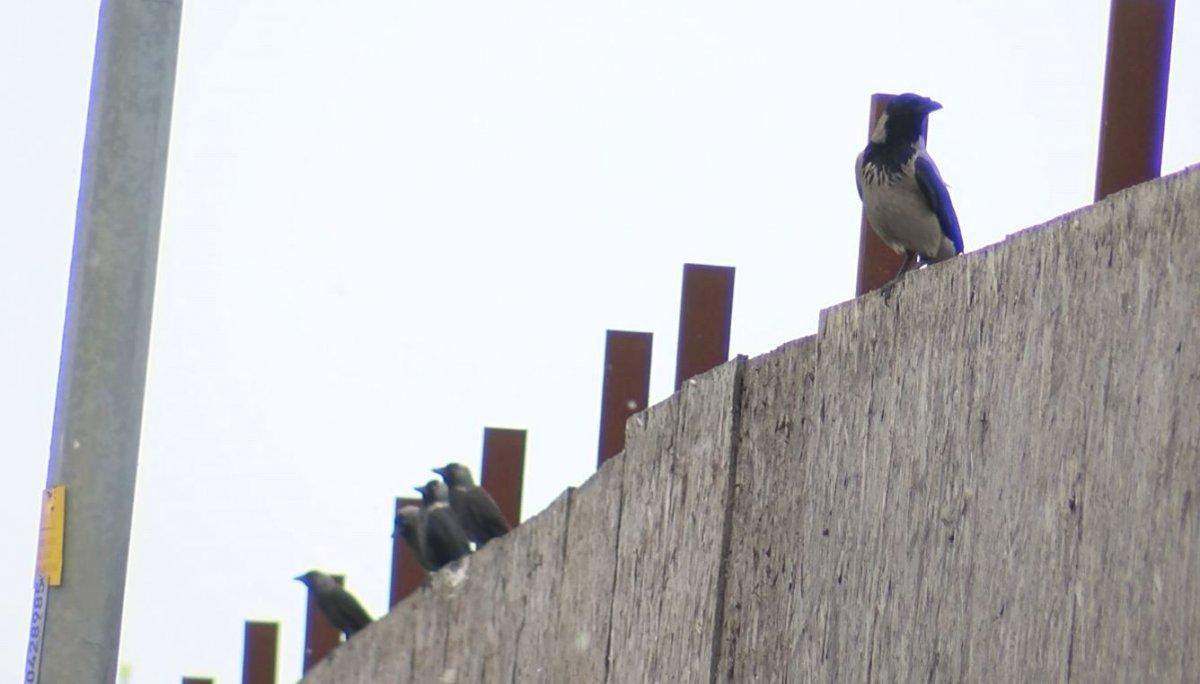 İstanbul'da kuşlarda Batı Nil Virüsü tespit edildi