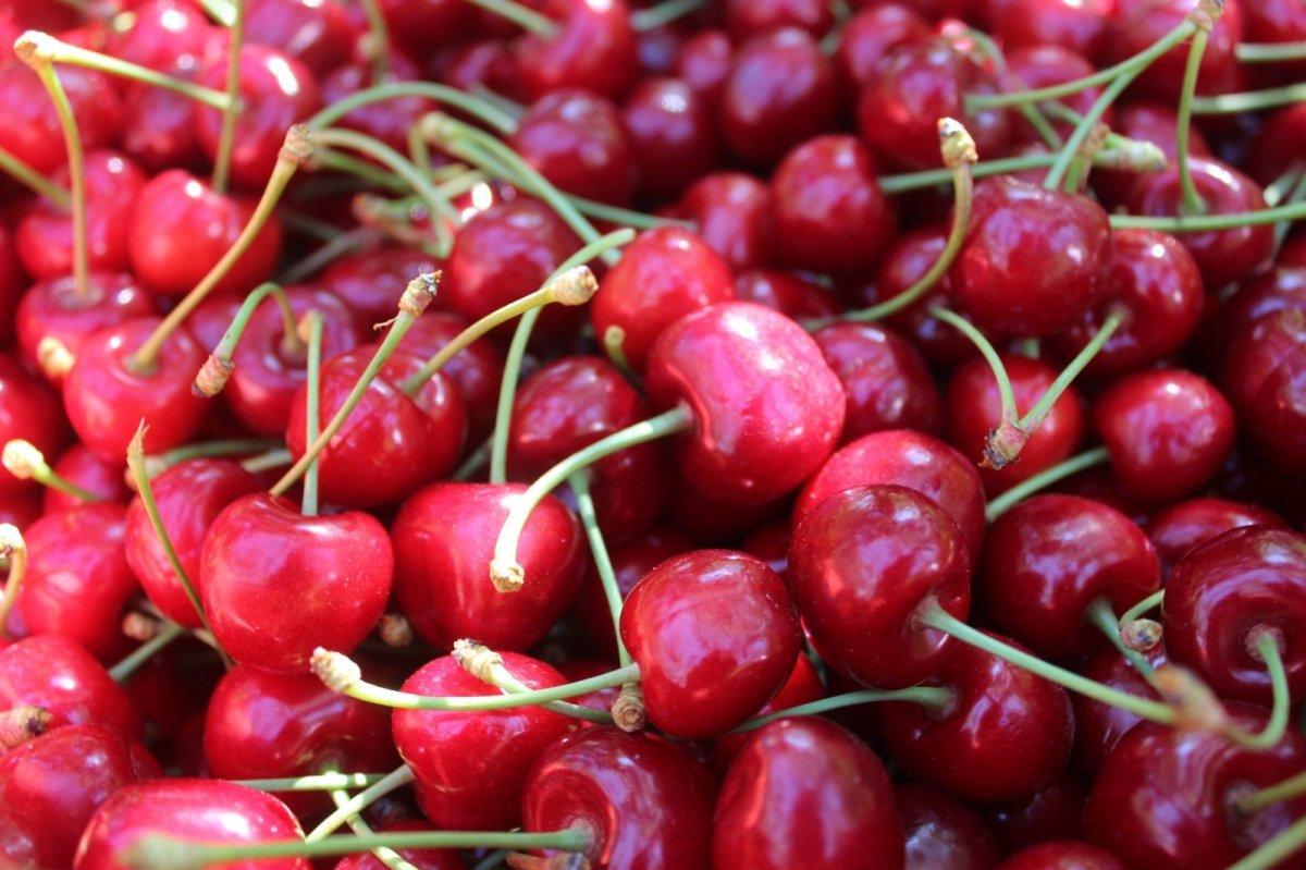 Salihli kirazı hasadı başladı