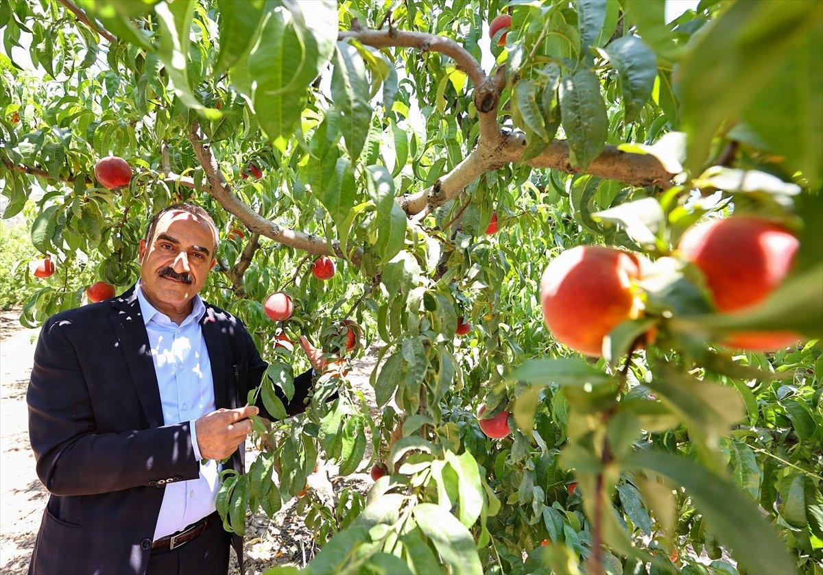 Şeftali ihracatında hedef büyüdü