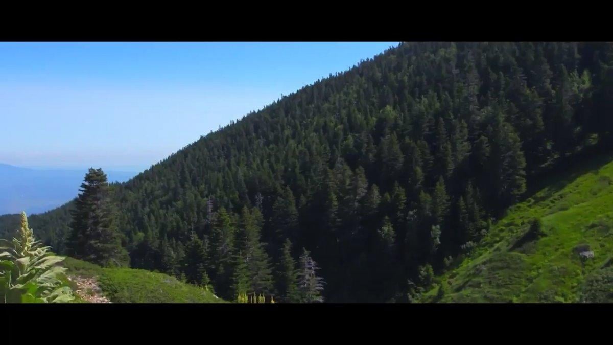 Cumhurbaşkanı Erdoğan Dünya Çevre Günü için Ağaç şiirini seslendirdi