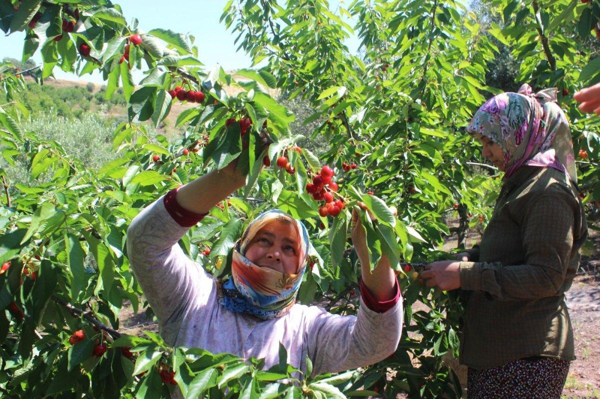 Salihli kirazı hasadı başladı