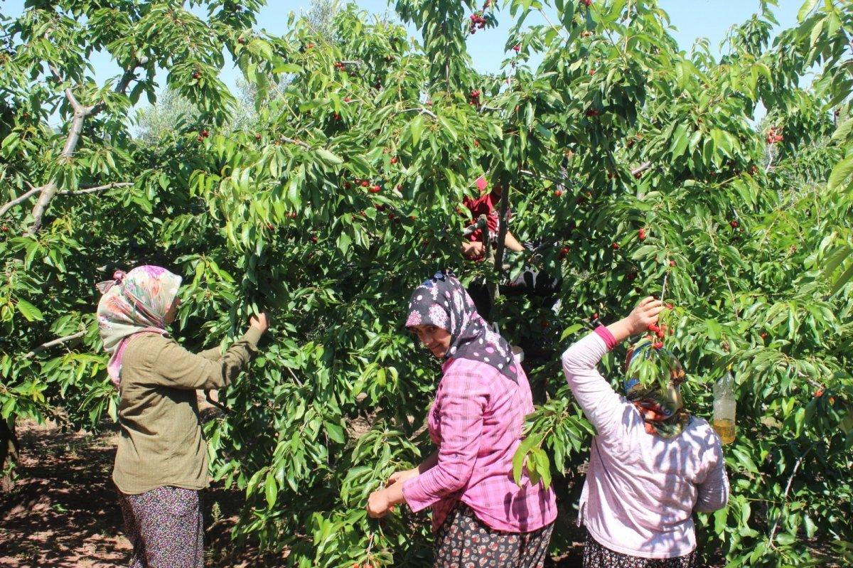 Salihli kirazı hasadı başladı