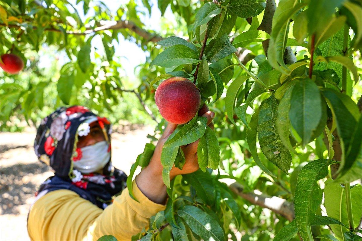 Şeftali ihracatında hedef büyüdü