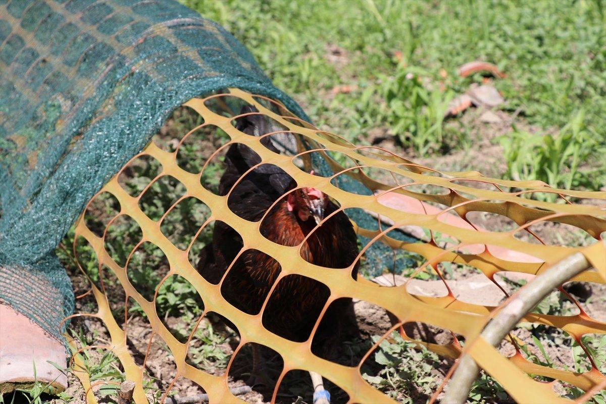 Karabük'te ekili alanlar için tavuklara tünelli çözüm