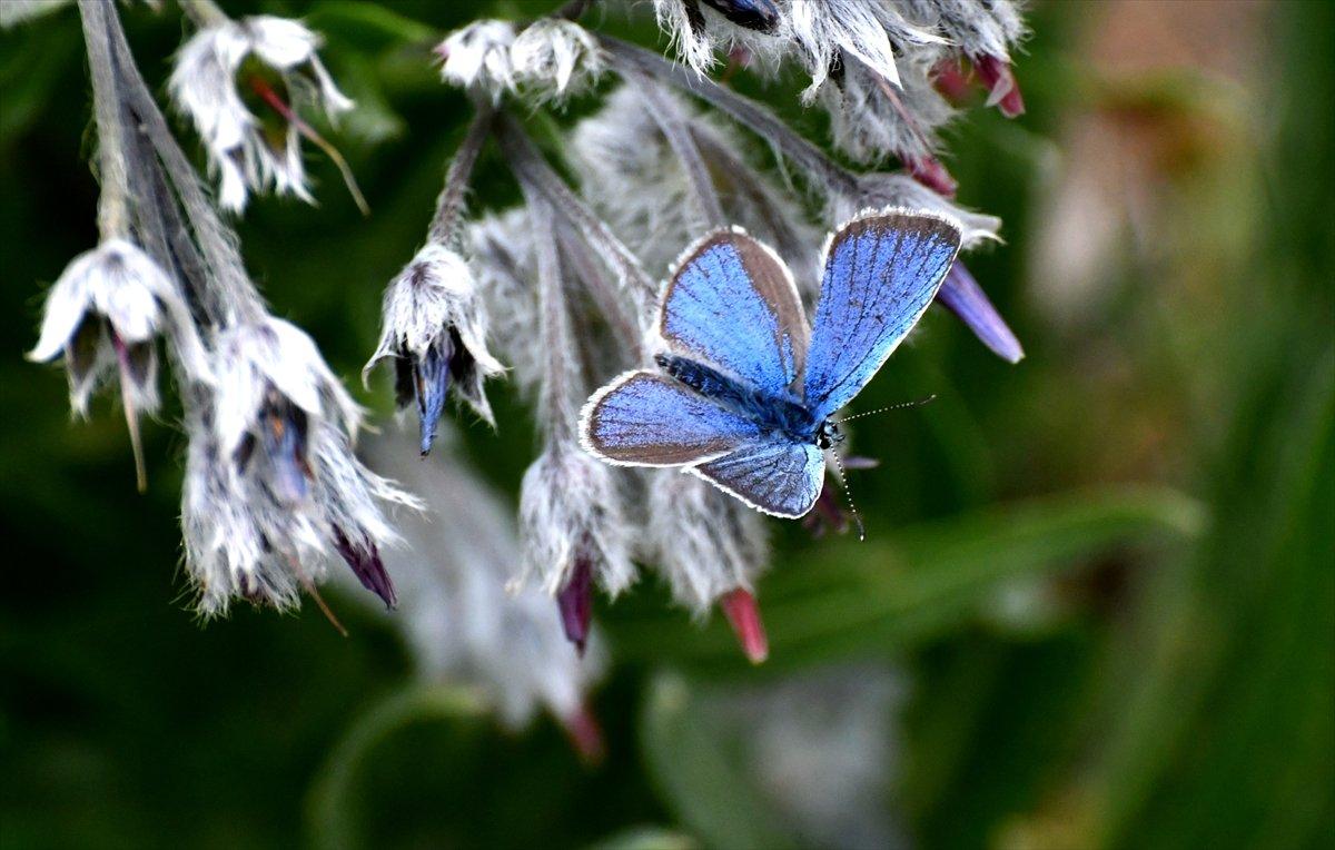 Sarıkamış'ta kelebeklerin renk cümbüşü