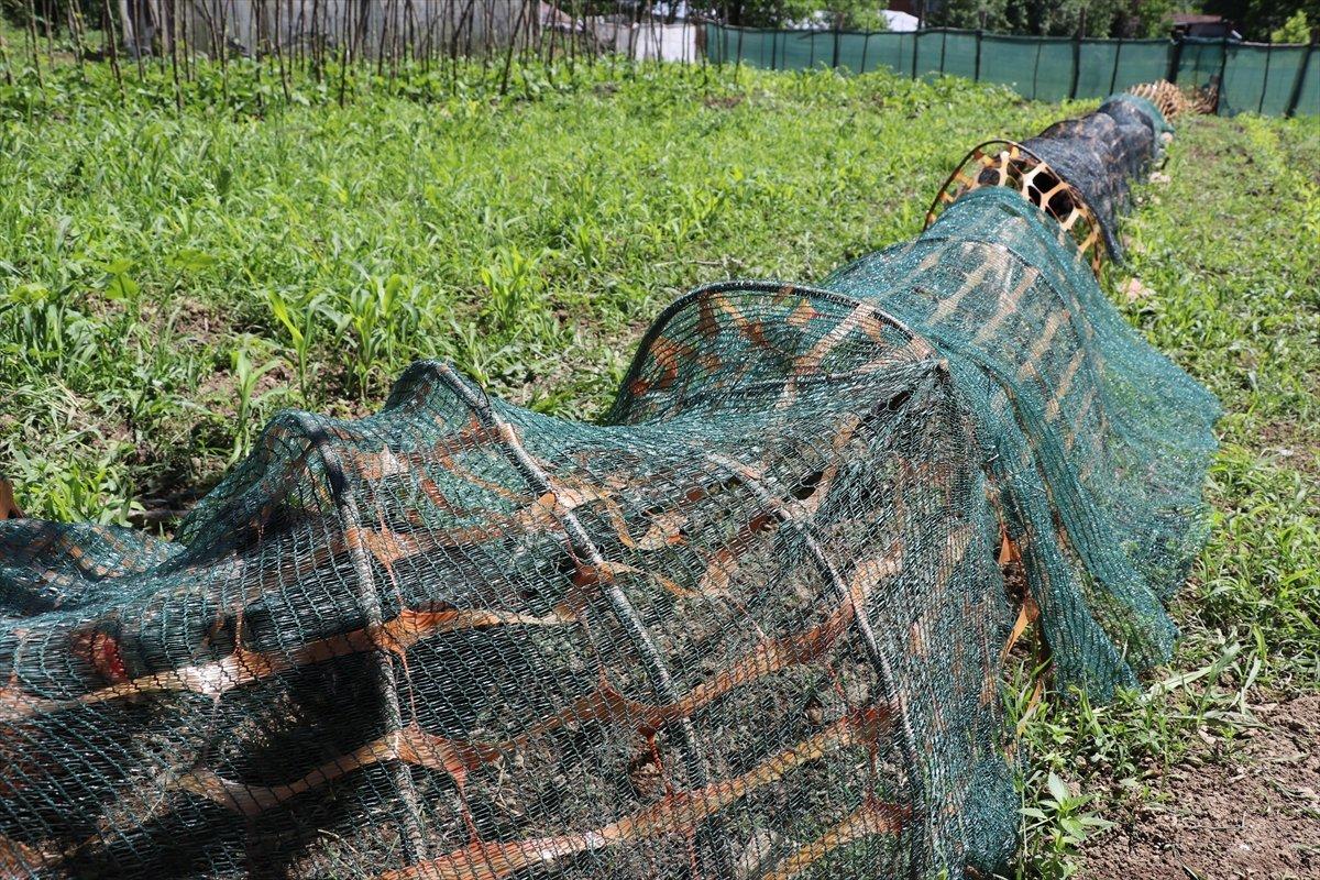 Karabük'te ekili alanlar için tavuklara tünelli çözüm