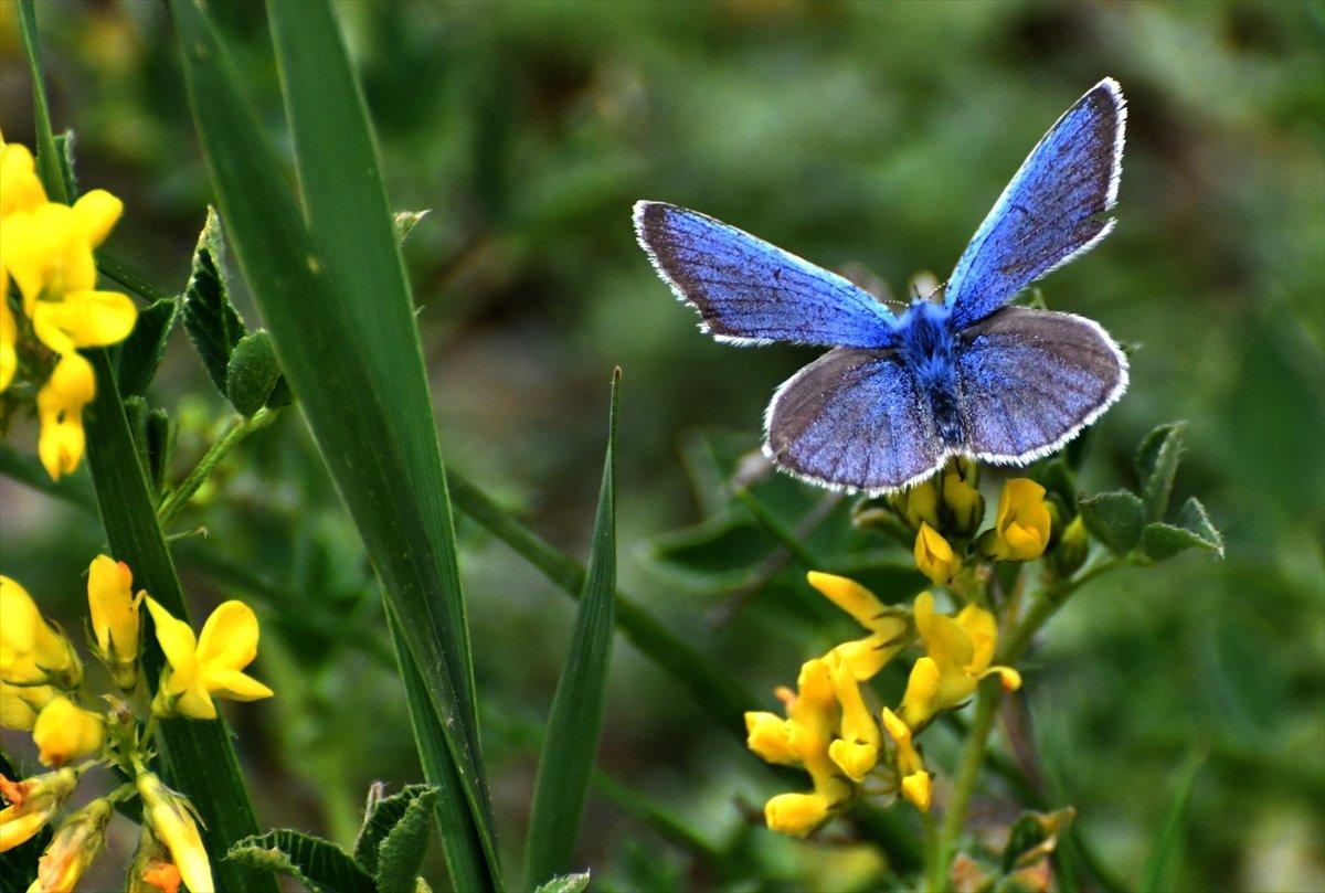 Sarıkamış'ta kelebeklerin renk cümbüşü