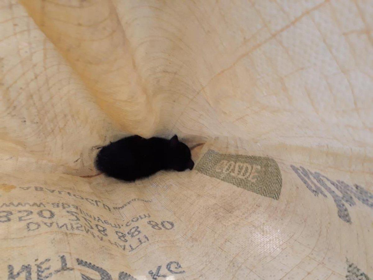 Aydın'da kuyuya düşen yavru kedi kurtarıldı