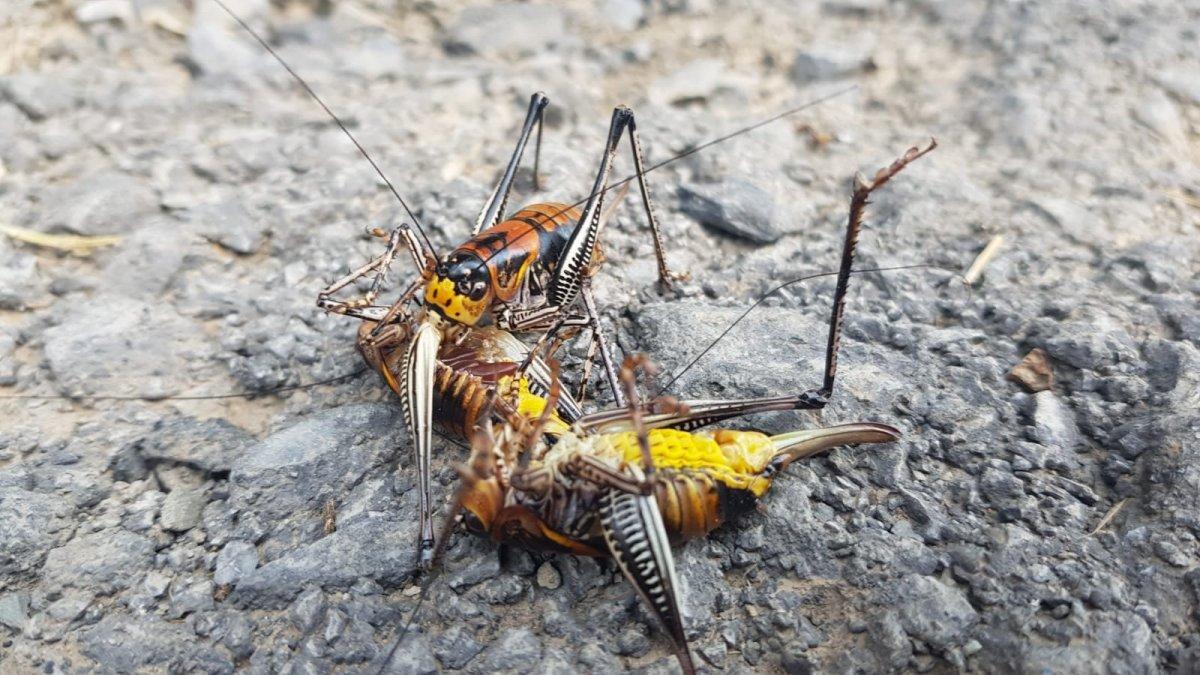 Hakkari'de etçil çekirge görüldü