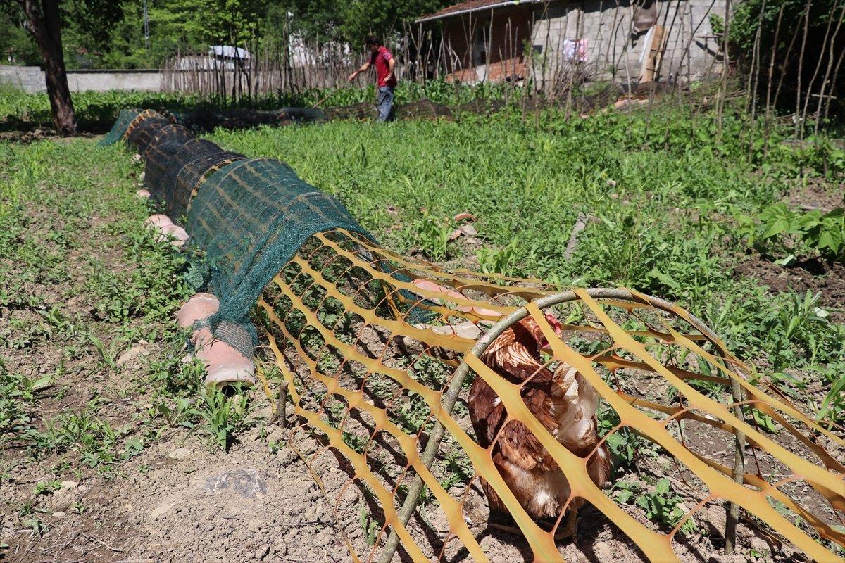Karabük'te ekili alanlar için tavuklara tünelli çözüm