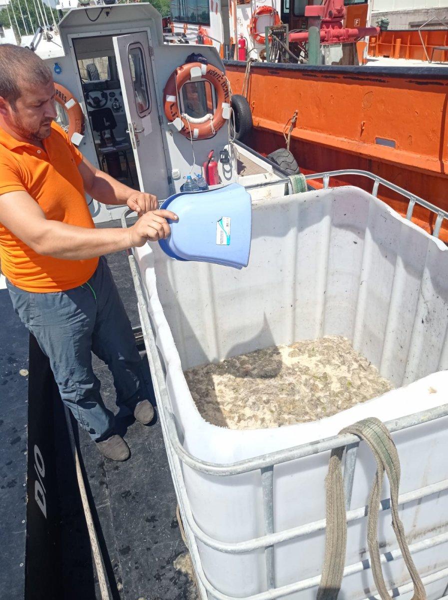 Kocaeli'de iki kardeş kürekle deniz salyası topladı