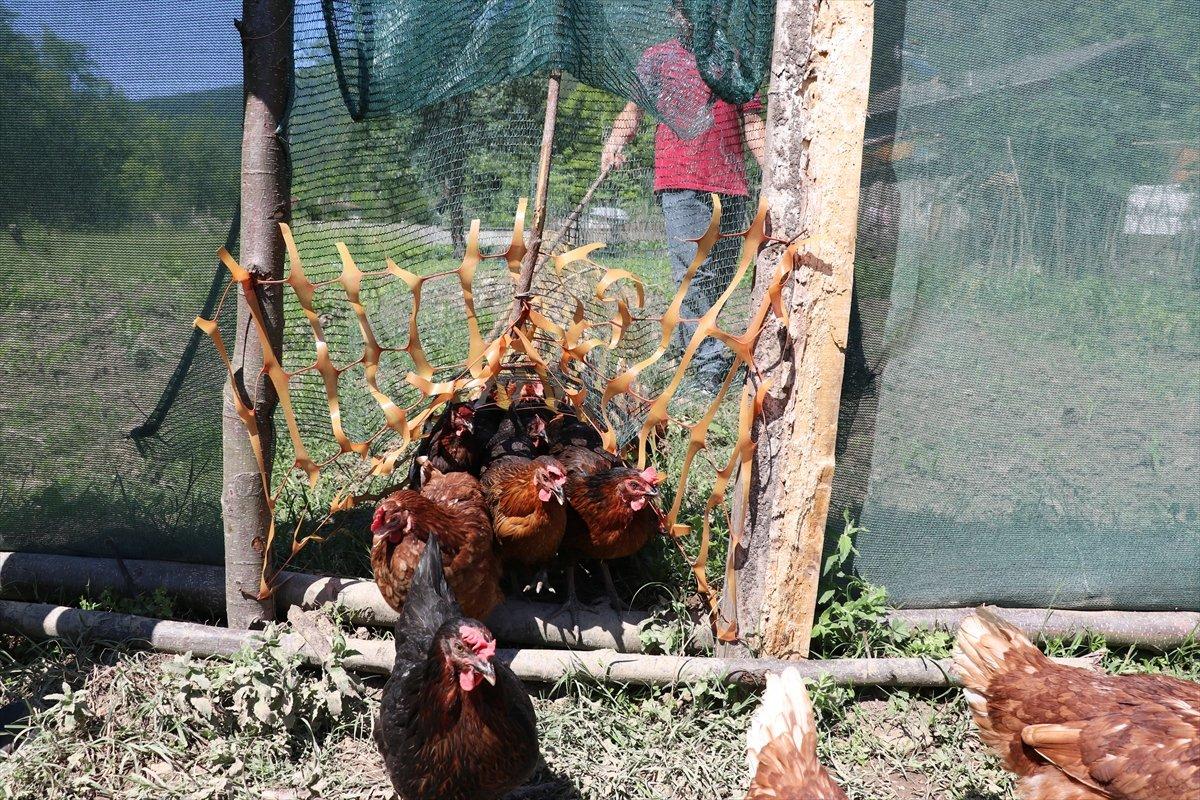 Karabük'te ekili alanlar için tavuklara tünelli çözüm