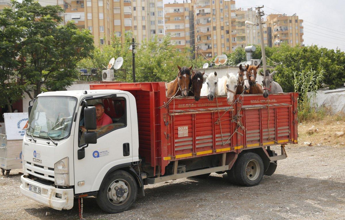 Antalya'da 40 at sahiplendirildi: 2'si öldü, 2'si çalındı, 3'ü kayıp