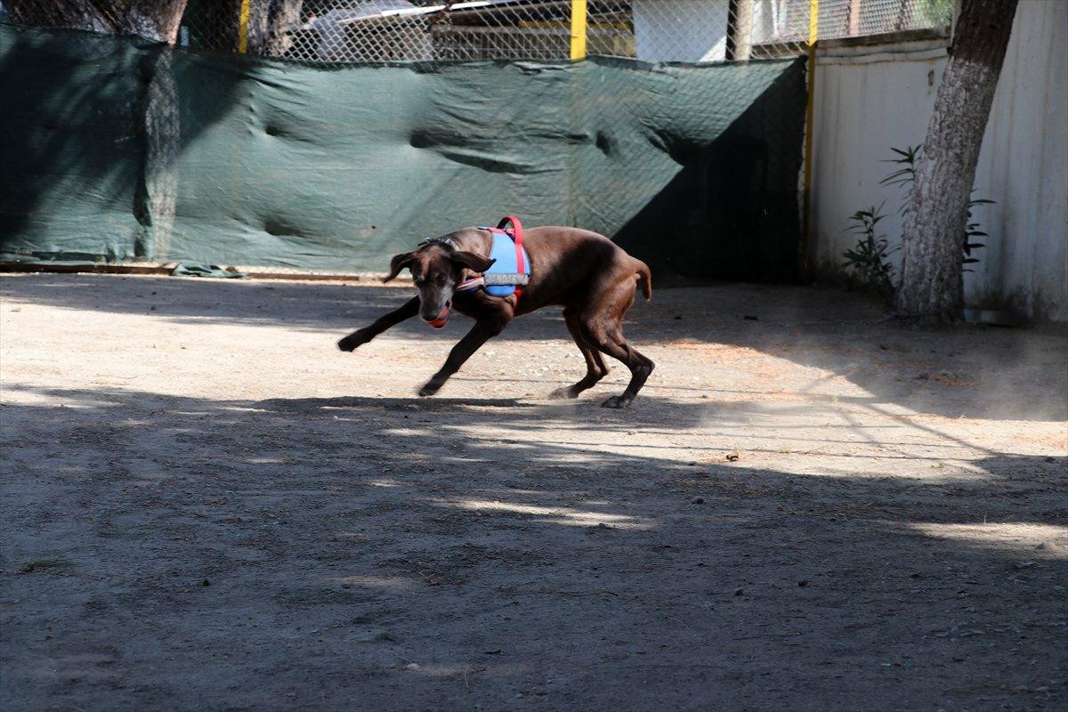 Dedektör köpek Volta'nın 'emekliliği' jandarma personelini üzdü