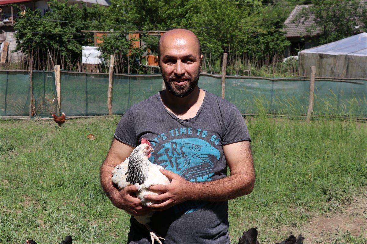 Karabük'te ekili alanlar için tavuklara tünelli çözüm