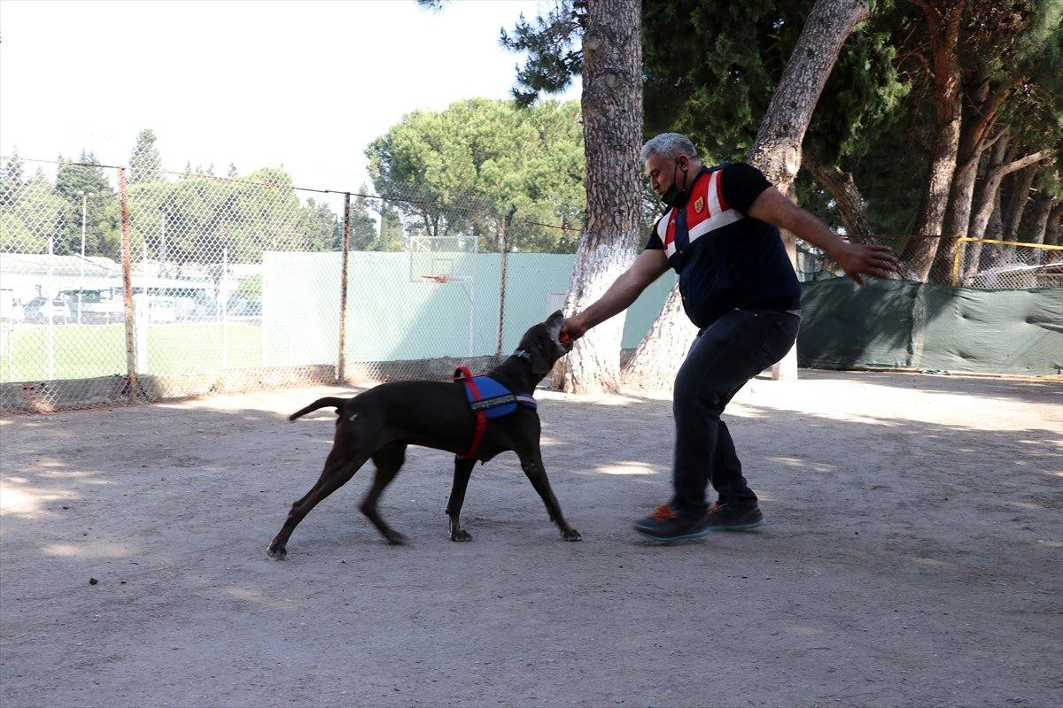 Dedektör köpek Volta'nın 'emekliliği' jandarma personelini üzdü