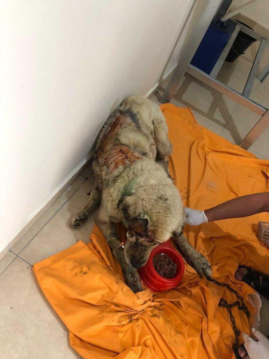 Samsun’da balta ile saldırıya uğrayan köpek, dereye atıldı