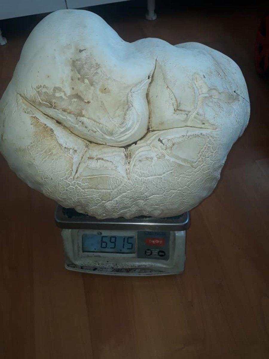 Kayseri'de 7 kiloluk mantar bulundu