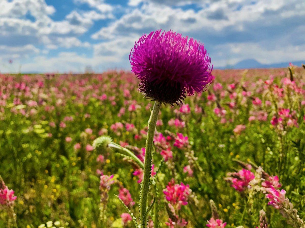 Ağrı'da rengarenk çiçekler göz kamaştırdı