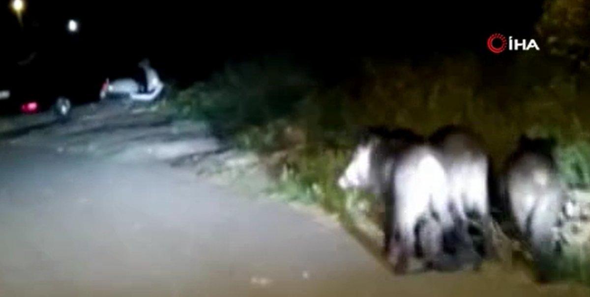 Sultangazi’de domuz sürüleri mahalleye indi