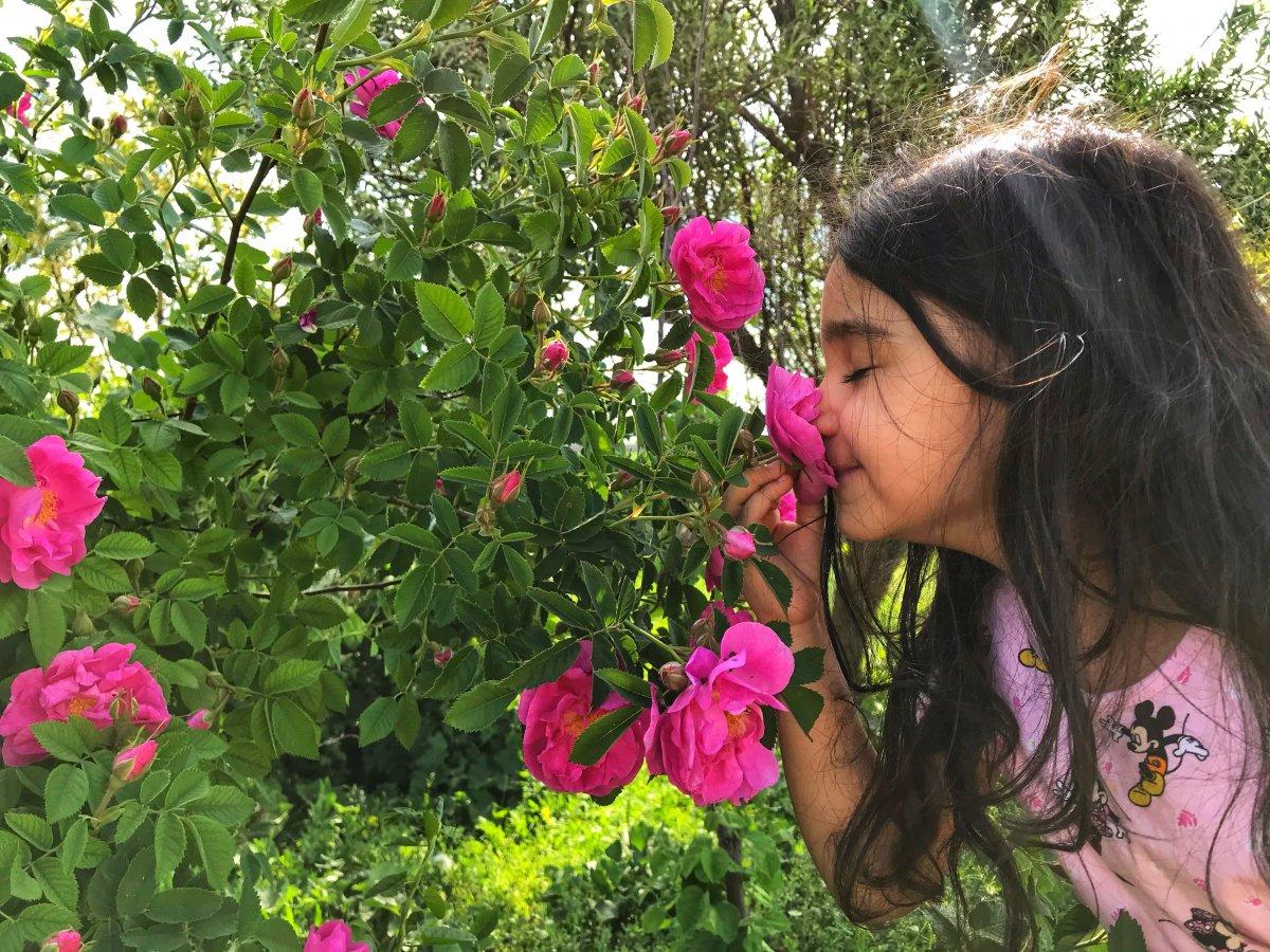 Ağrı'da rengarenk çiçekler göz kamaştırdı