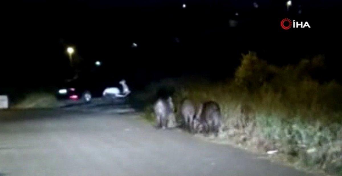 Sultangazi’de domuz sürüleri mahalleye indi