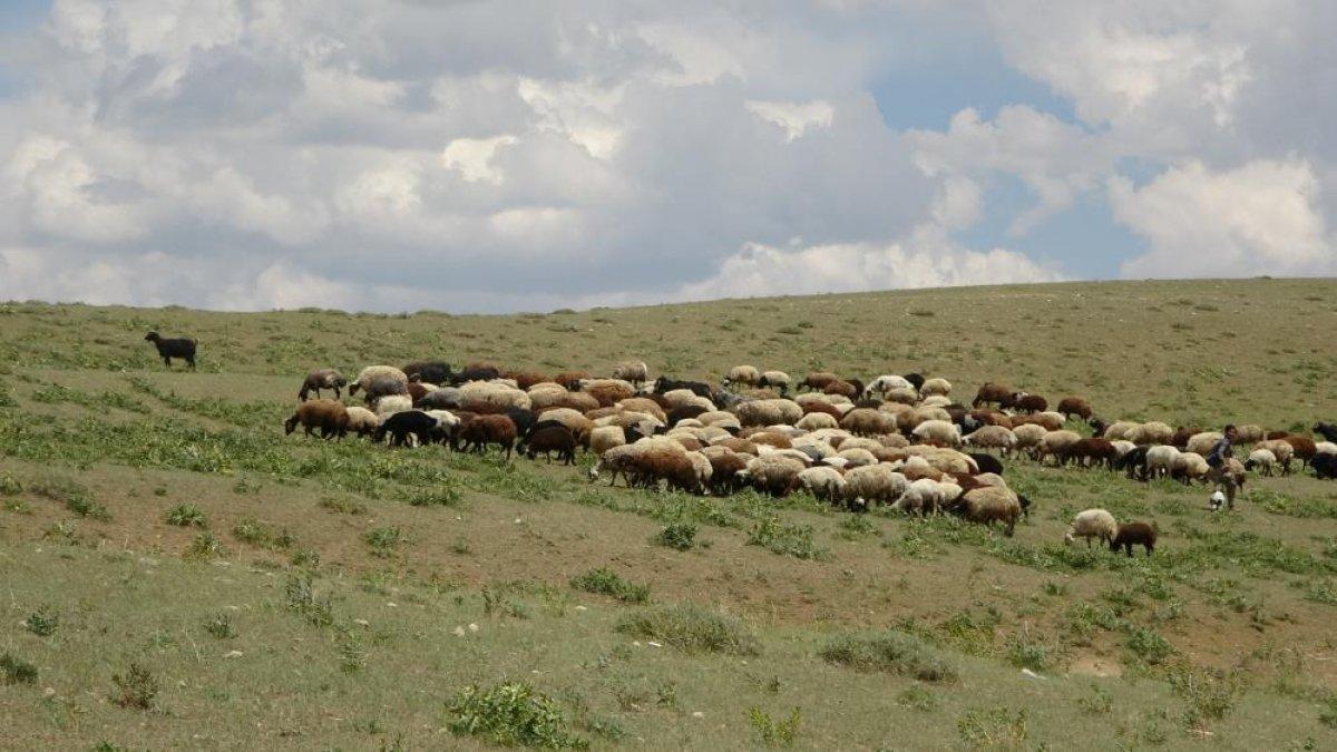 Muş'ta besicilerin yayla yolculuğu başladı