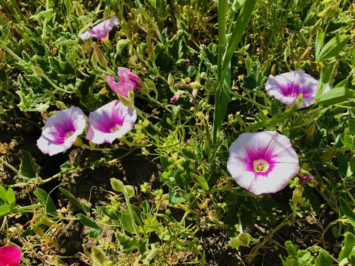 Ağrı'da rengarenk çiçekler göz kamaştırdı