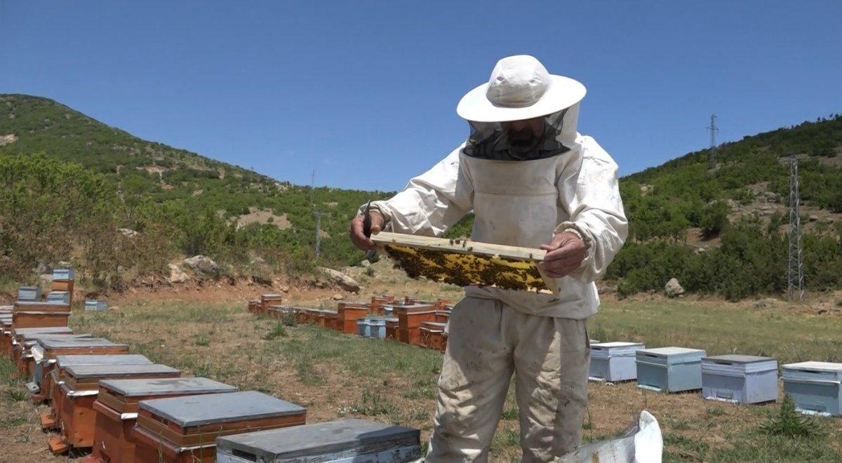 Arıcıların bal mesaisi başladı