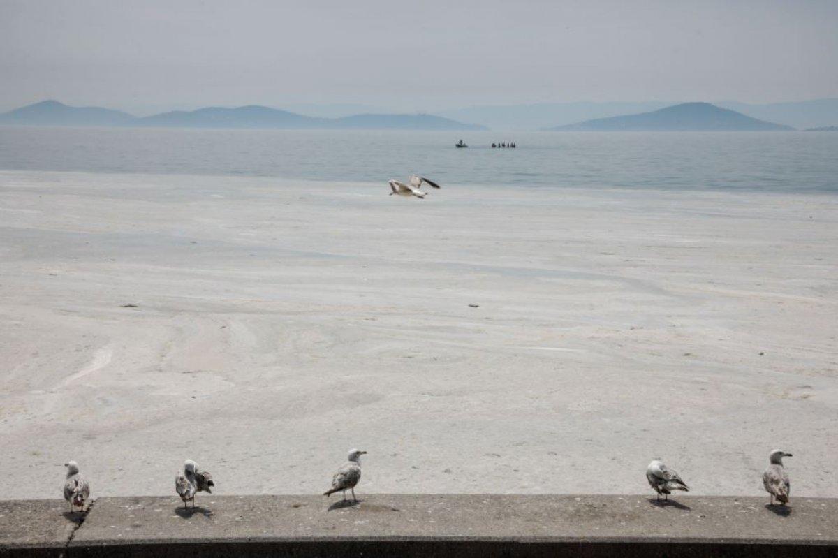 Kadıköy Kurbağlıdere deniz salyasıyla kaplandı