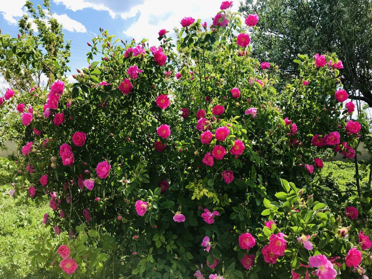 Ağrı'da rengarenk çiçekler göz kamaştırdı