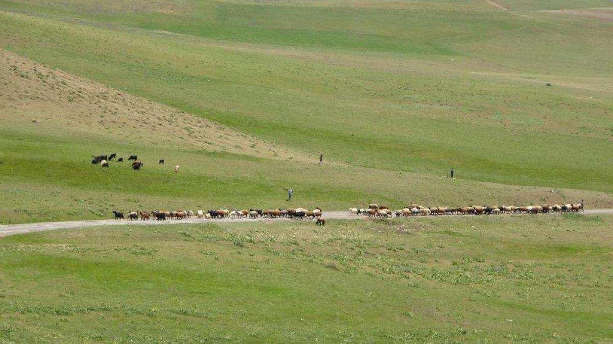 Muş'ta besicilerin yayla yolculuğu başladı
