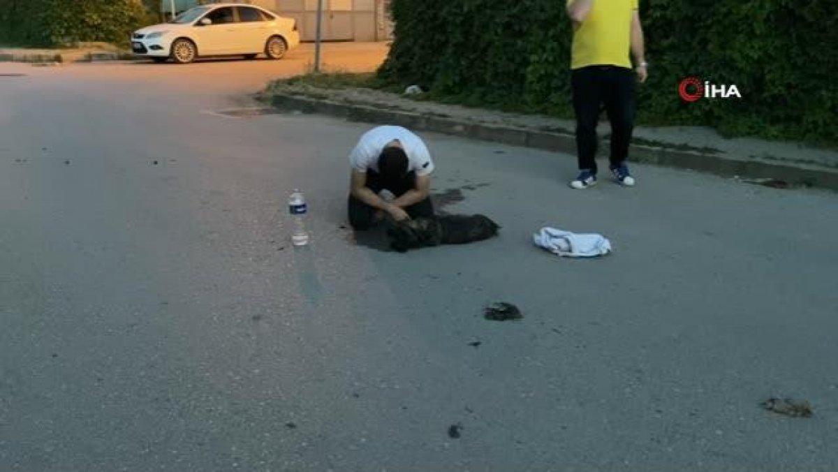 Bursa'da aracın çarptığı köpeğinin başında gözyaşı döktü